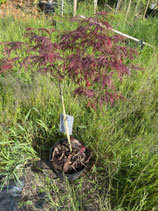 Japanischer Schlitzahorn Acer palmatum Nr. 5