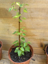 Bonsaijungpflanze Hängebirke/Betula pendula Juni 26 Nr. 2