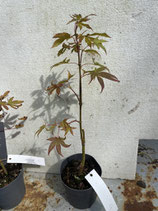 Bonsai Jungpflanze japanischer Blutahorn Nr. 9