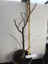 Bonsaijungpflanzen Winterlinde Tillia cordata Nr. 101 ca. 50cm hoch