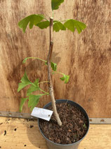 Bonsaijungpflanze Ginkgo biloba Nr. 6