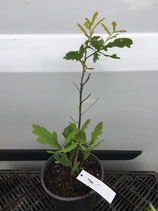 Bonsaijungpflanze Stieleiche Nr. 3 / Quercus robur
