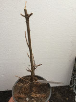 Bonsaijungpflanze Japanische Lärche Nr. A22