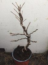 Einheimische Lärche / Larix decidua formiert Nr. 5