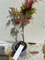 Bonsai Jungpflanze japanischer Blutahorn Nr. 52