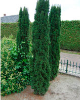 Säuleneiben grün Taxus baccata "fastigiata robusta" 180-200cm Pflanzenhöhe