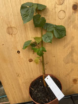 Bonsaijungpflanzen Winterlinde Tillia cordata Juli 2025 Nr. 3 ca. 30cm hoch
