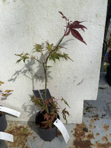 Bonsai Jungpflanze japanischer Blutahorn Nr. 11