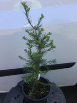 Einheimische Lärche / Larix decidua Nr. 114