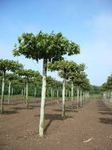 Schirmplatane / Dachplatane ca. 240cm Stammhöhe / Stammumfang 16-18cm