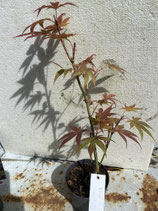 Bonsai Jungpflanze japanischer Blutahorn April 25 Nr. 24