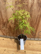Bonsai Jungpflanze japanischer Fächer-Ahorn 'Seiryu' Nr. 9