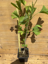 Bonsaijungpflanze Ginkgo biloba Nr. 14