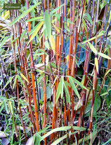 Bambus Fargesia Jiuzhaigou / rothalmiger Schirmbambus 150-175cm hoch im 34cm Topf