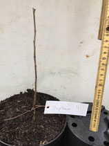 Bonsaijungpflanze Vogelbeere Nr. 4 / Sorbus aucuparia