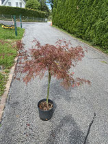 Japanischer Schlitzahorn / Acer palmatum "Garnet" Nr. 14