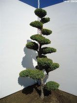 Gartenbonsai chinesischer Wachholder, Juniperus chinensis "Titlis" 180cm