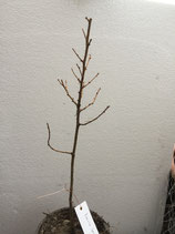 Bonsaijungpflanze Japanische Lärche Nr. A11