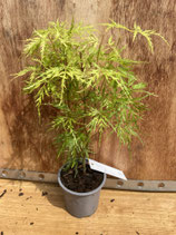 Bonsai Jungpflanze japanischer Fächer-Ahorn 'Seiryu' Nr. 2