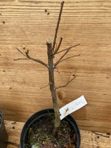 Bonsaijungpflanze Feldulme/Ulmus carpinifolia Feb24 Nr. 7