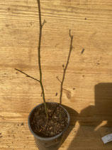 Bonsaijungpflanze Amberbaum ca. 30cm hoch Nr. 1