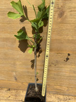 Bonsaijungpflanze Ginkgo biloba Nr. 11