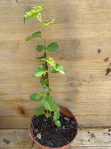 Bonsaijungpflanze Hängebirke/Betula pendula Juni 26 Nr. 4