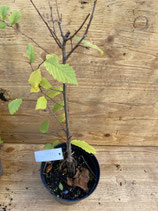 Bonsaijungpflanze Flatterulme / Ulmus laevis Okt. 25 Nr. 6
