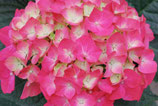 Hortensia Pia rosa 20-30cm gross