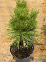Bonsai Jungpflanze  Pinus thunbergii Nr. 1