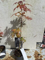 Bonsai Jungpflanze japanischer Blutahorn April 2025 Nr. 22