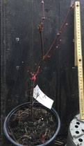 Bonsaijungpflanze Roter Fächerahorn Nr. 4