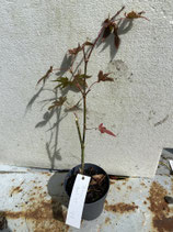 Bonsai Jungpflanze japanischer Blutahorn April 25 Nr. 28