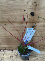 Bonsai Jungpflanze Fächerahorn "Sangokaku" Nr. 141