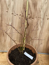 Bonsai Jungpflanzen japanische Ahorn - pflanzendiscount schweiz Thuja  Christbaum mieten