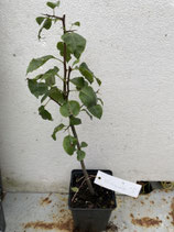 Bonsaijungpflanze Pyrus communis Sorte "Kirchensaller" Nr. 5