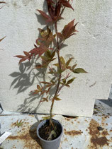 Bonsai Jungpflanze japanischer Blutahorn Nr. 55