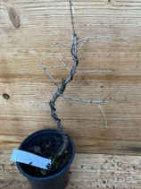 Einheimische Lärche / Larix decidua formiert Dez. 24 Nr. 6