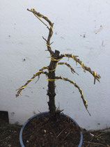 Einheimische Lärche / Larix decidua formiert Nr. 11