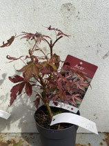 Bonsai Jungpflanze japanischer Blutahorn Nr. 18