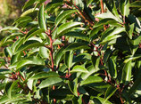Port. Kirschlorbeer / Prunus lusitanica "Angustifolia" 80-100cm