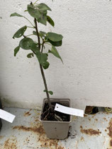 Bonsaijungpflanze Pyrus communis Sorte "Kirchensaller" Nr. 7