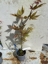 Bonsai Jungpflanze japanischer Blutahorn Nr. 58