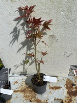 Bonsai Jungpflanze japanischer Blutahorn April 25 Nr. 30