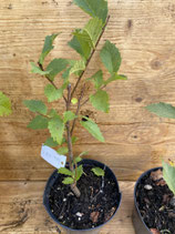 Bonsaijungpflanze Flatterulme / Ulmus laevis Okt. 25 Nr. 9