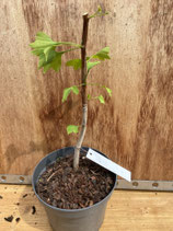 Bonsaijungpflanze Ginkgo biloba Nr. 4