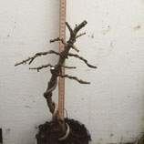 Einheimische Lärche / Larix decidua formiert Nr. 8