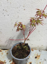 Bonsai Jungpflanze Fächerahorn "Sangokaku" März 2025 Nr. 26