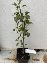 Bonsaijungpflanze Pyrus communis Sorte Kirchensaller Nr. 6