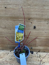 Bonsai Jungpflanze Fächerahorn "Sangokaku" April 2025 Nr. 29
